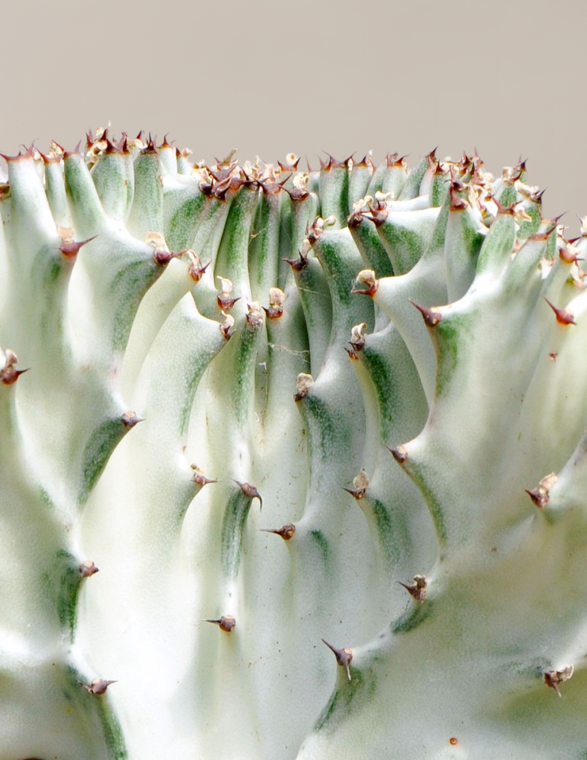 Mermaid Tail Cactus
