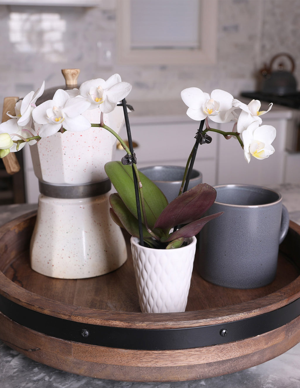 Mega Mini Orchid Party Pack, 20