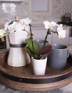 Mega Mini Orchid Party Pack, 20