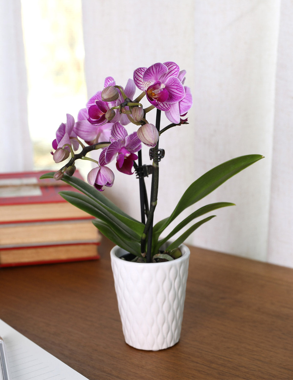 Mega Mini Orchid Party Pack, 20