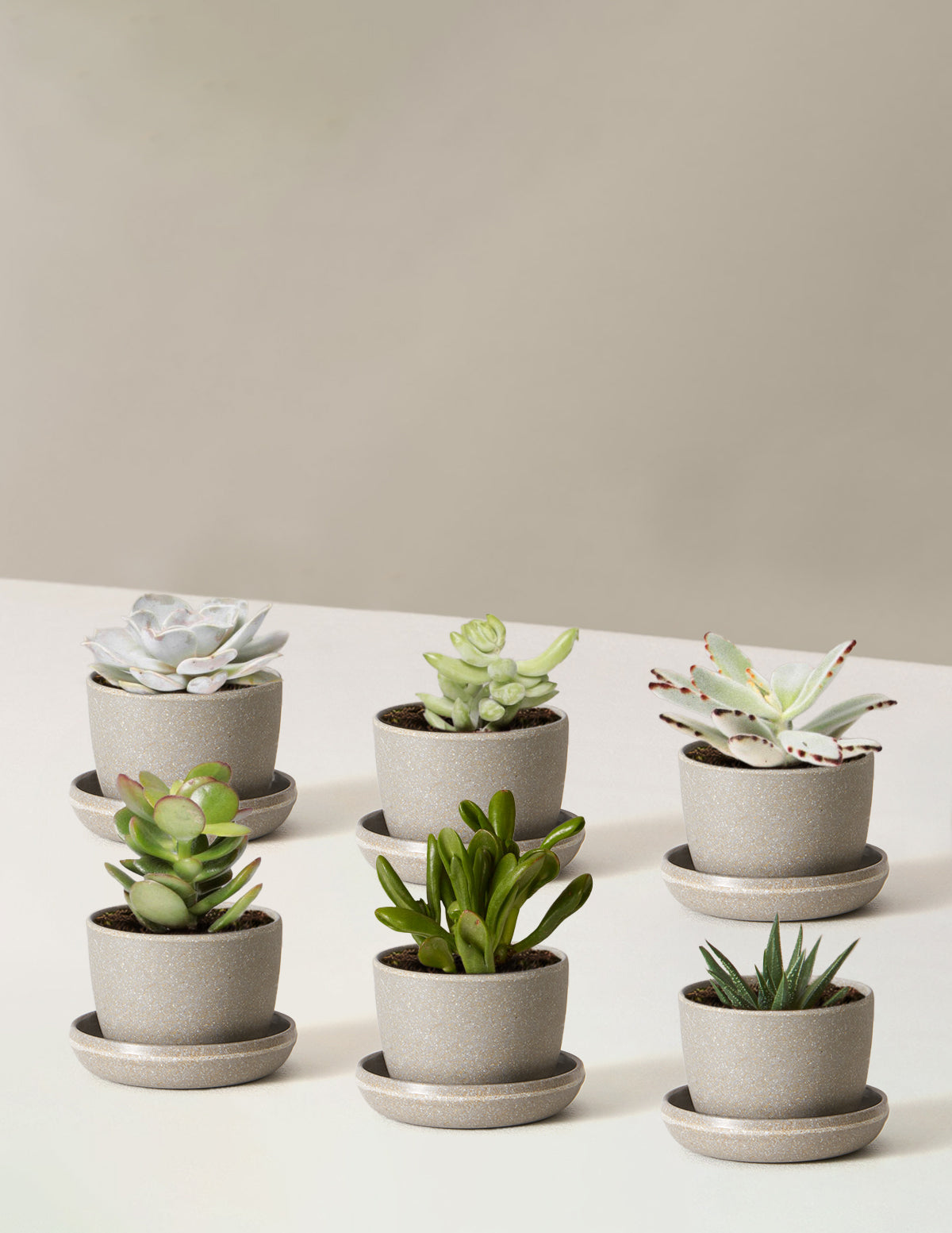 Succulent Assortment