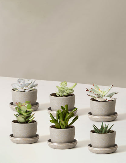 Succulent Assortment