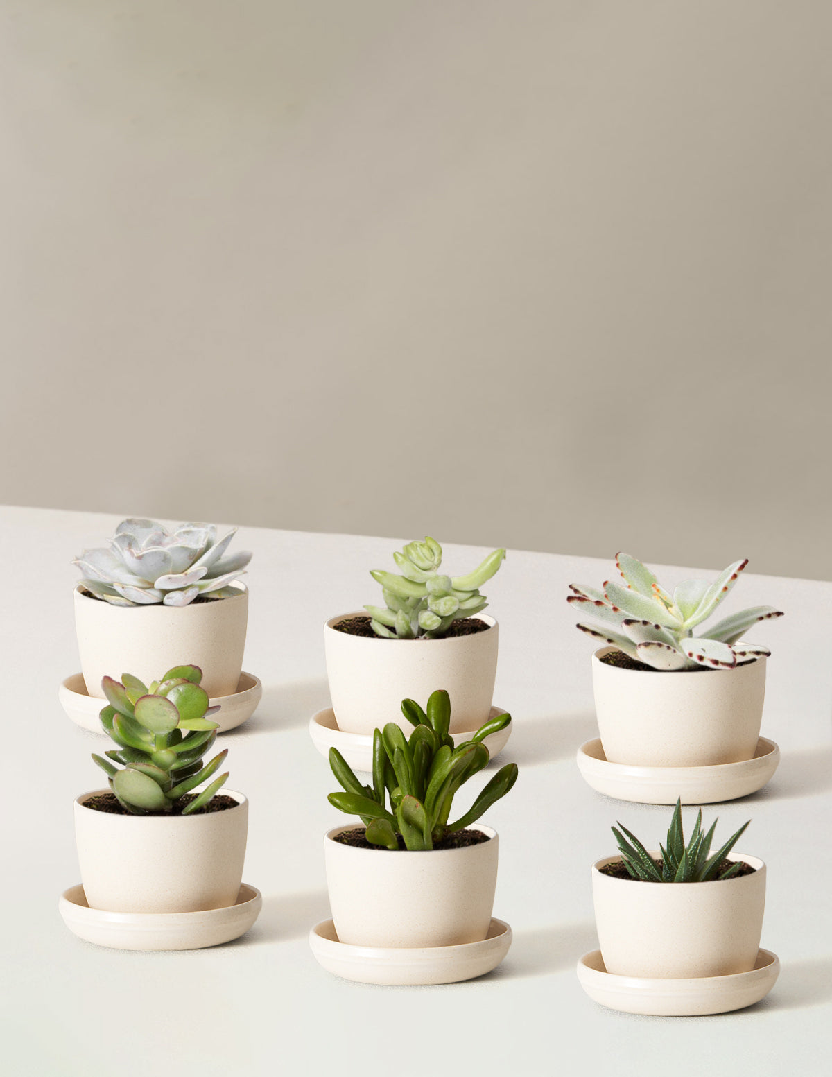 Succulent Assortment