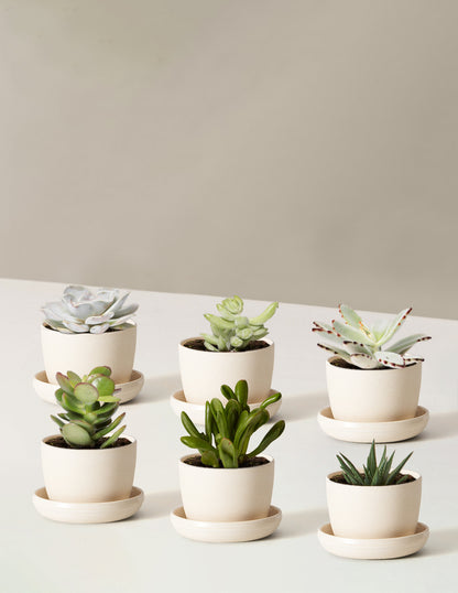 Succulent Assortment