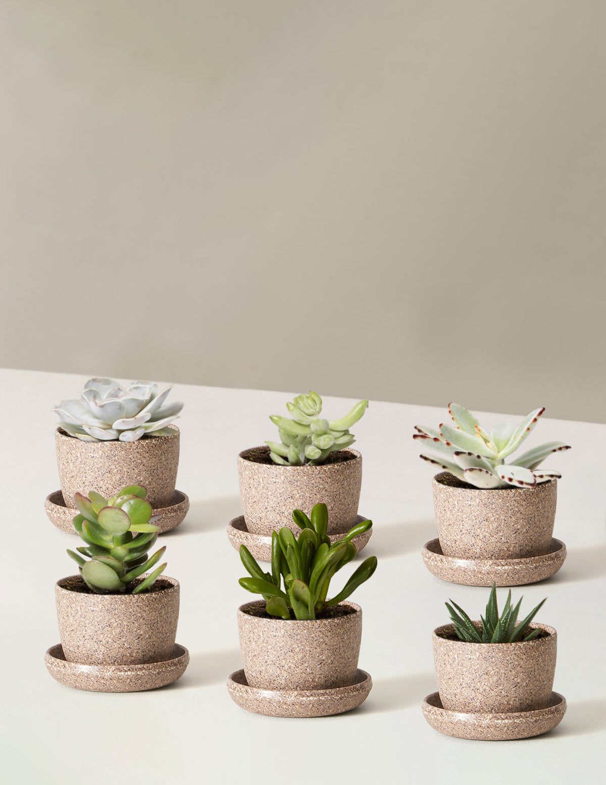Succulent Assortment