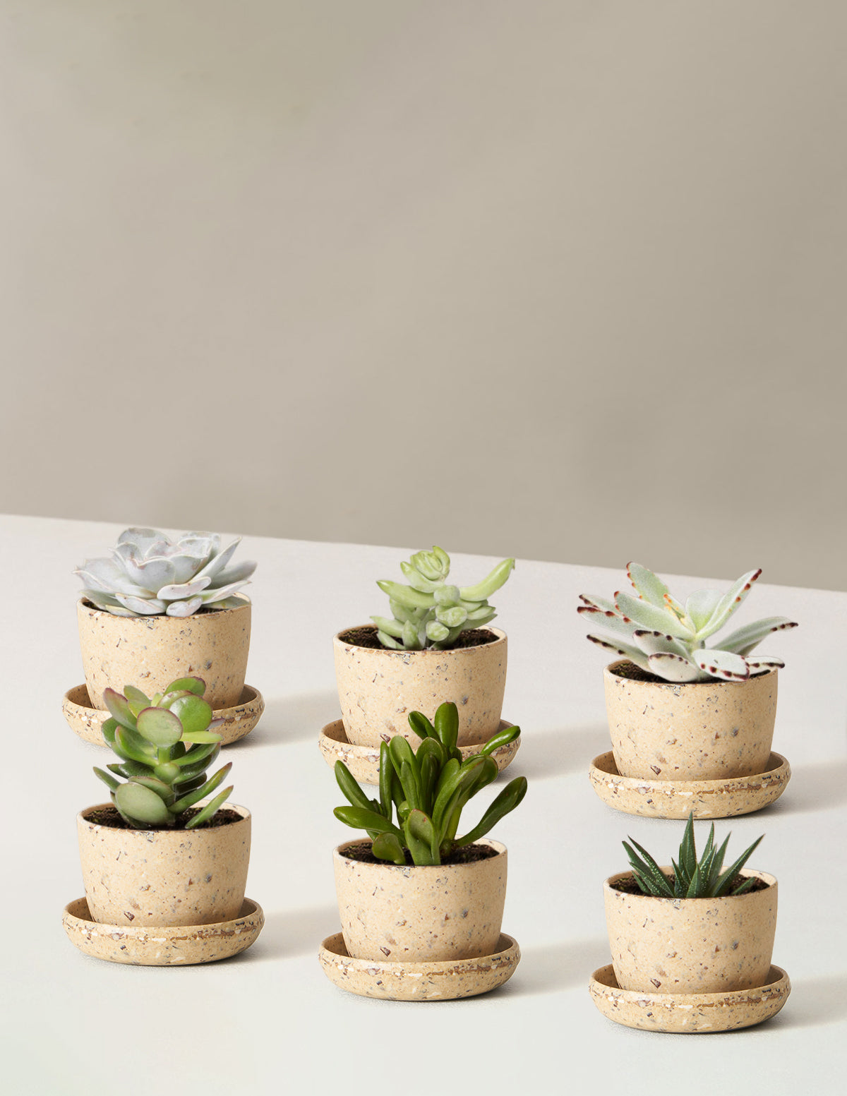 Succulent Assortment