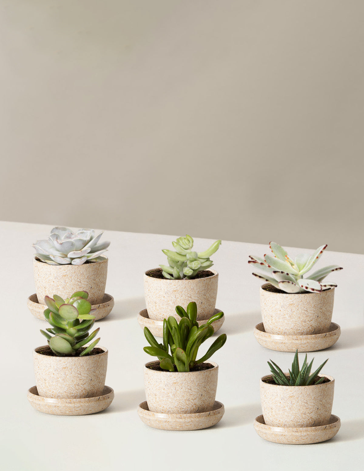 Succulent Assortment