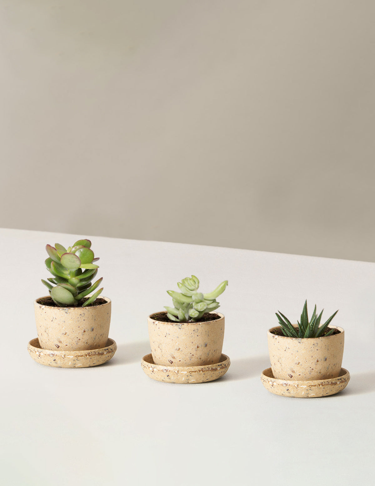 Succulent Assortment