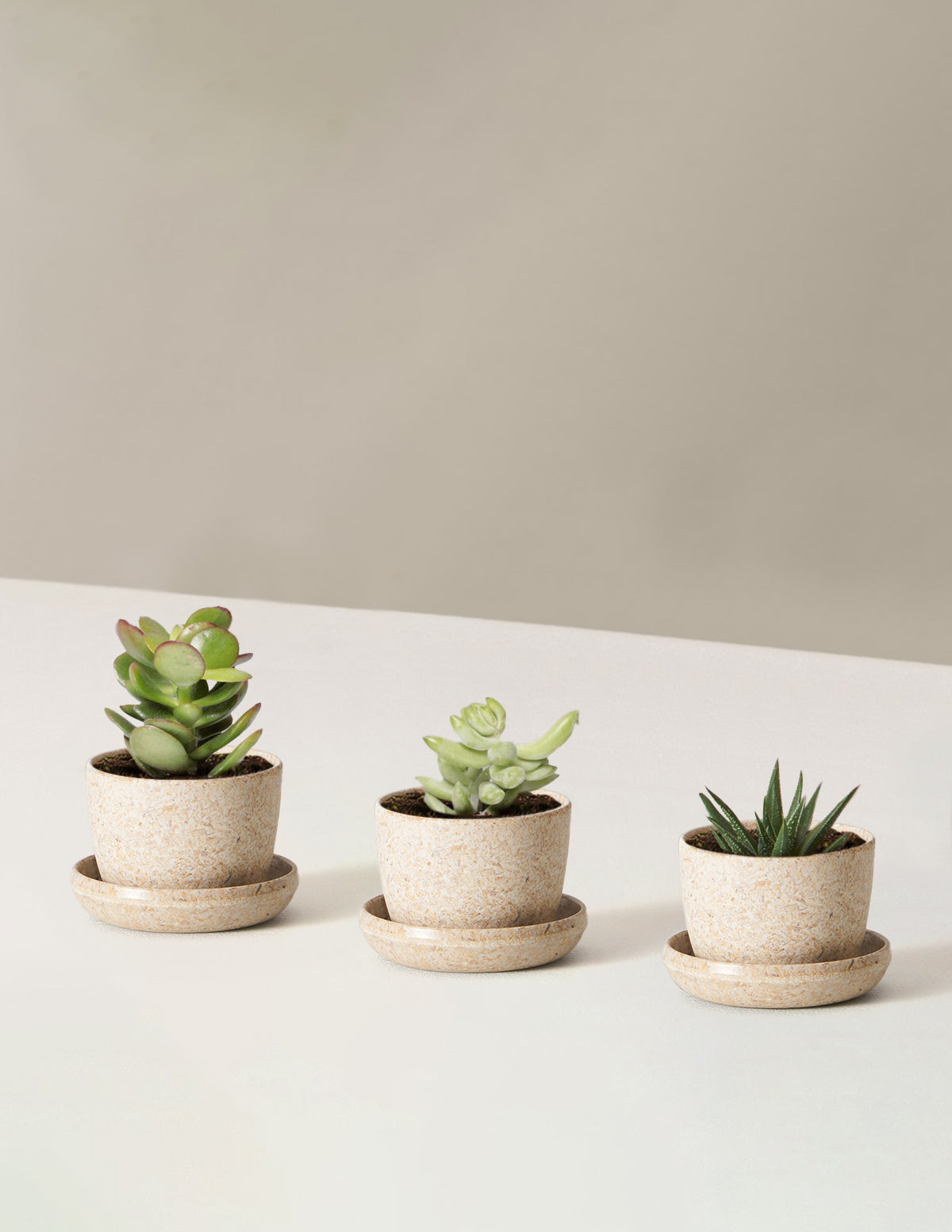 Succulent Assortment