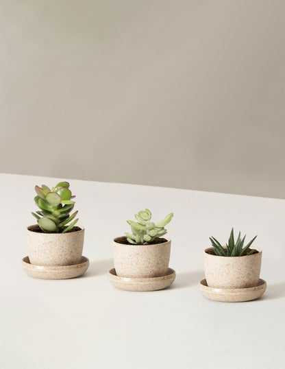 Succulent Assortment