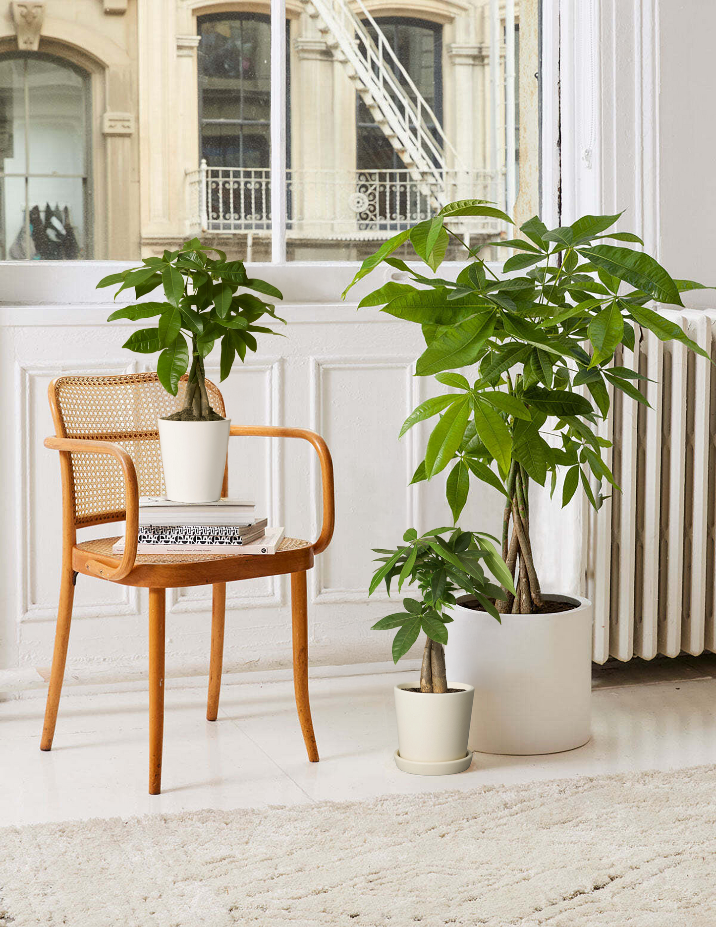 Money Tree Plant