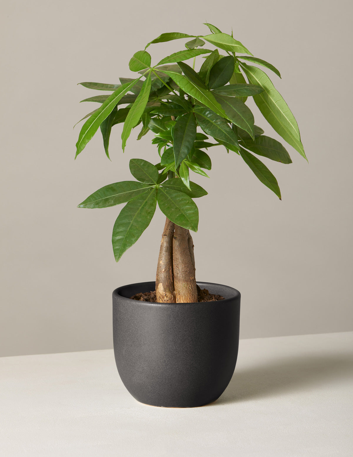Money Tree Plant
