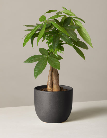 Money Tree Plant