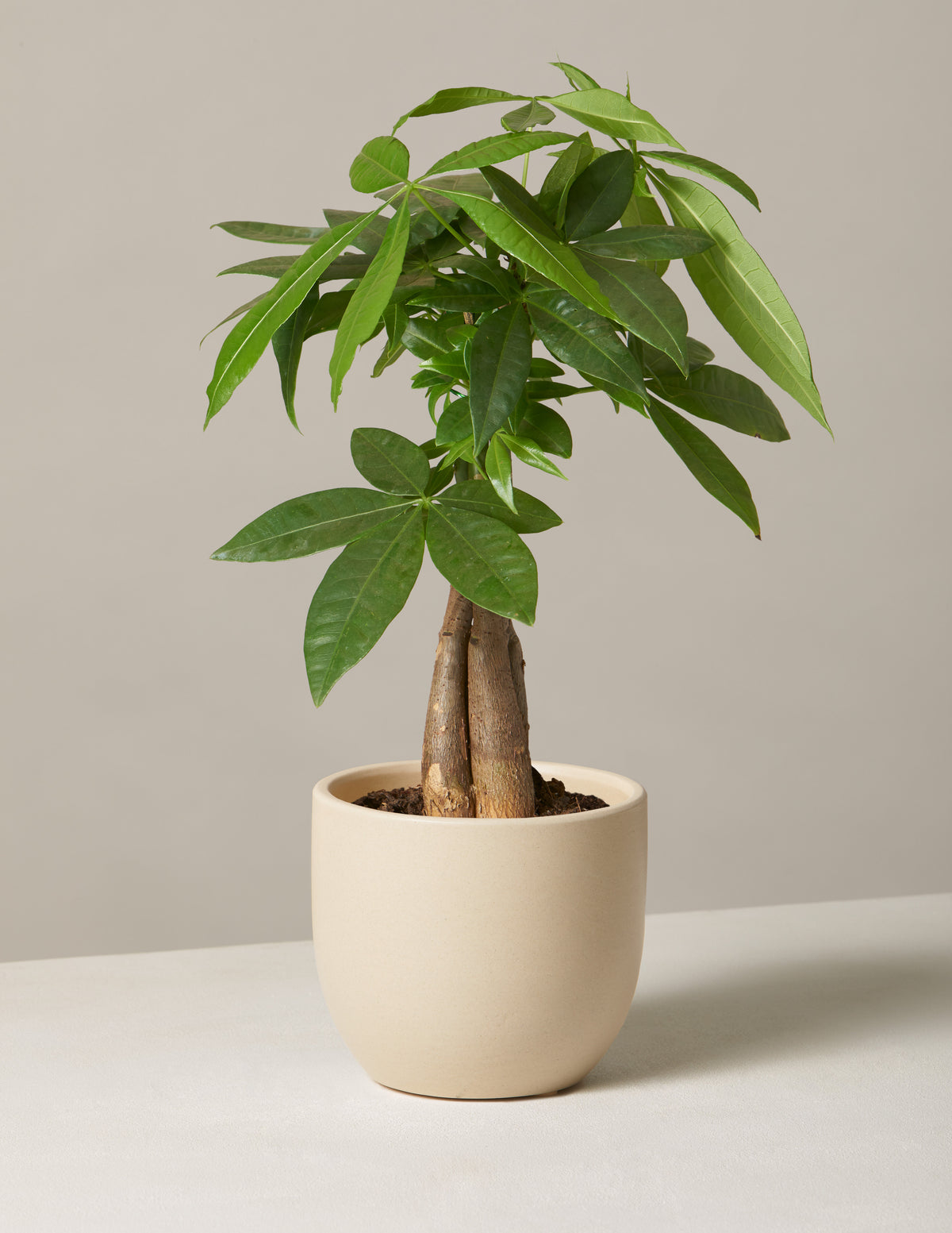 Money Tree Plant