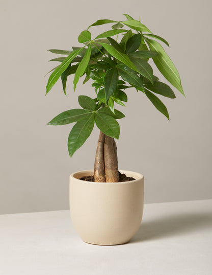 Money Tree Plant
