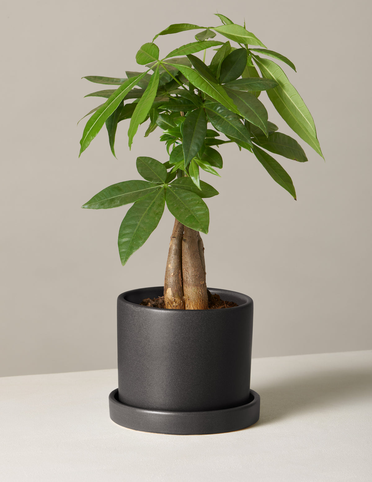 Money Tree Plant
