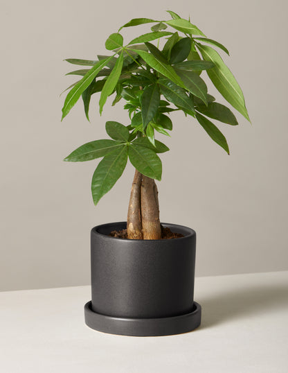 Money Tree Plant