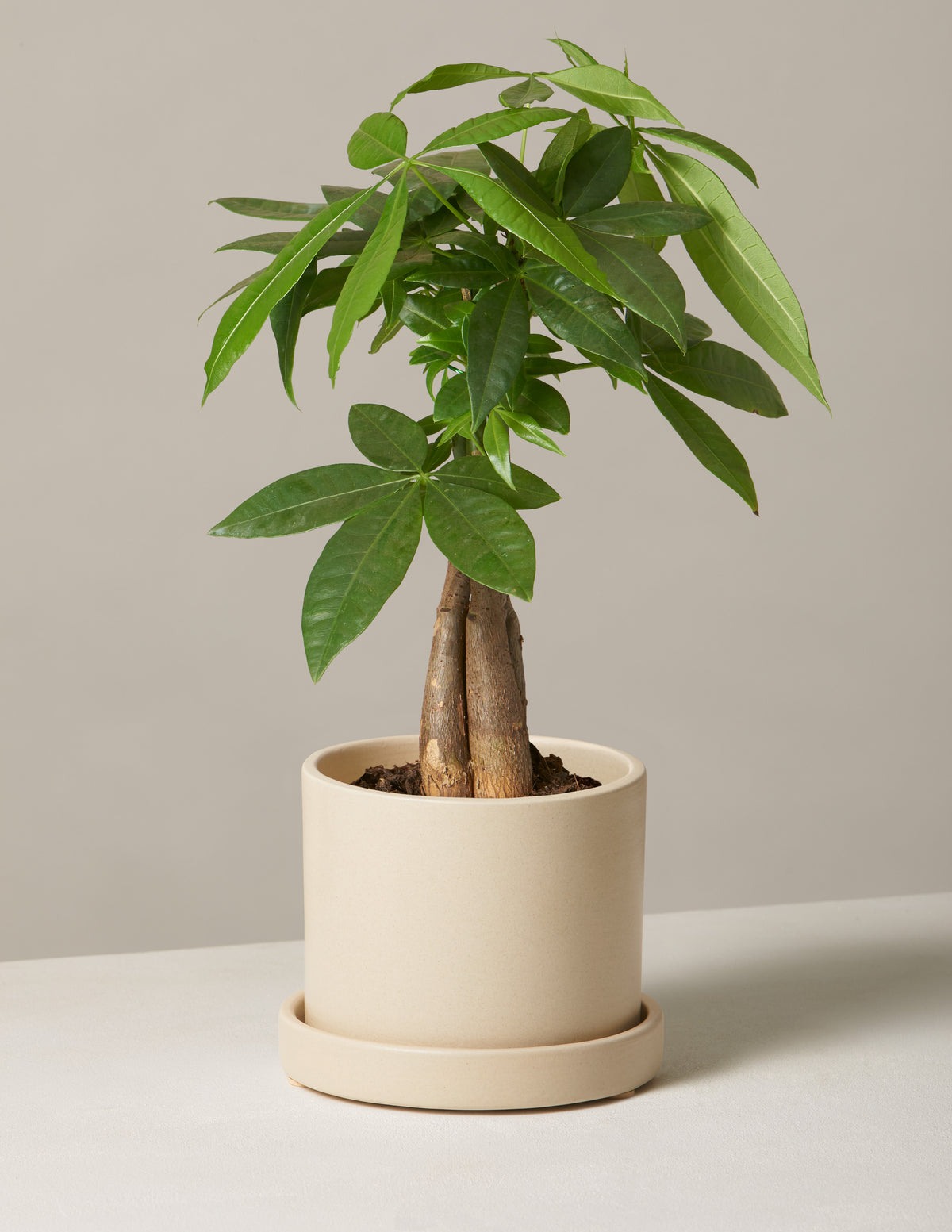 Money Tree Plant