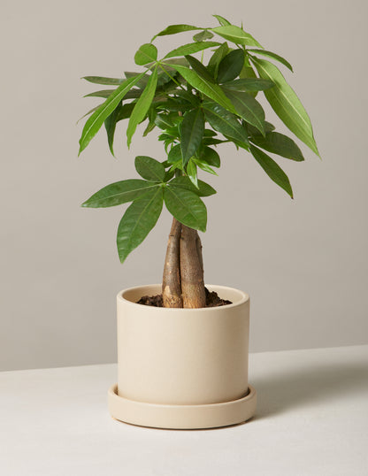 Money Tree Plant