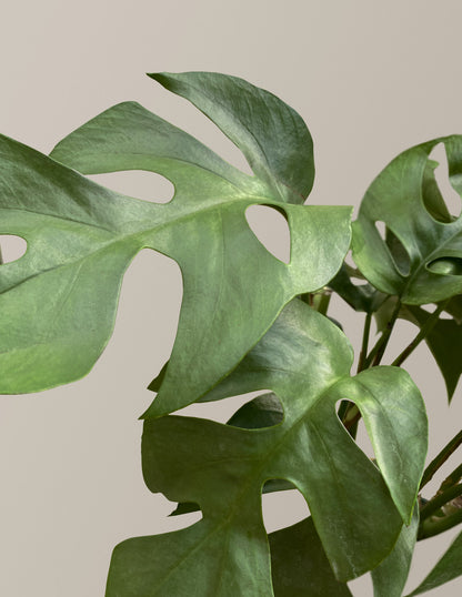 Rhaphidophora Monstera Ginny