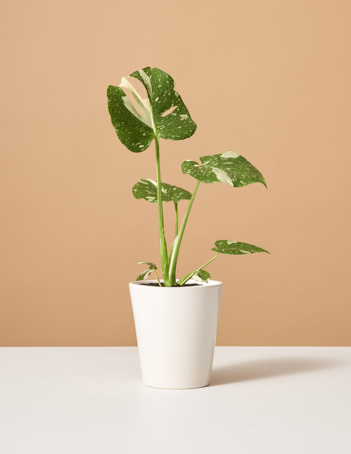 Monstera Thai Constellation