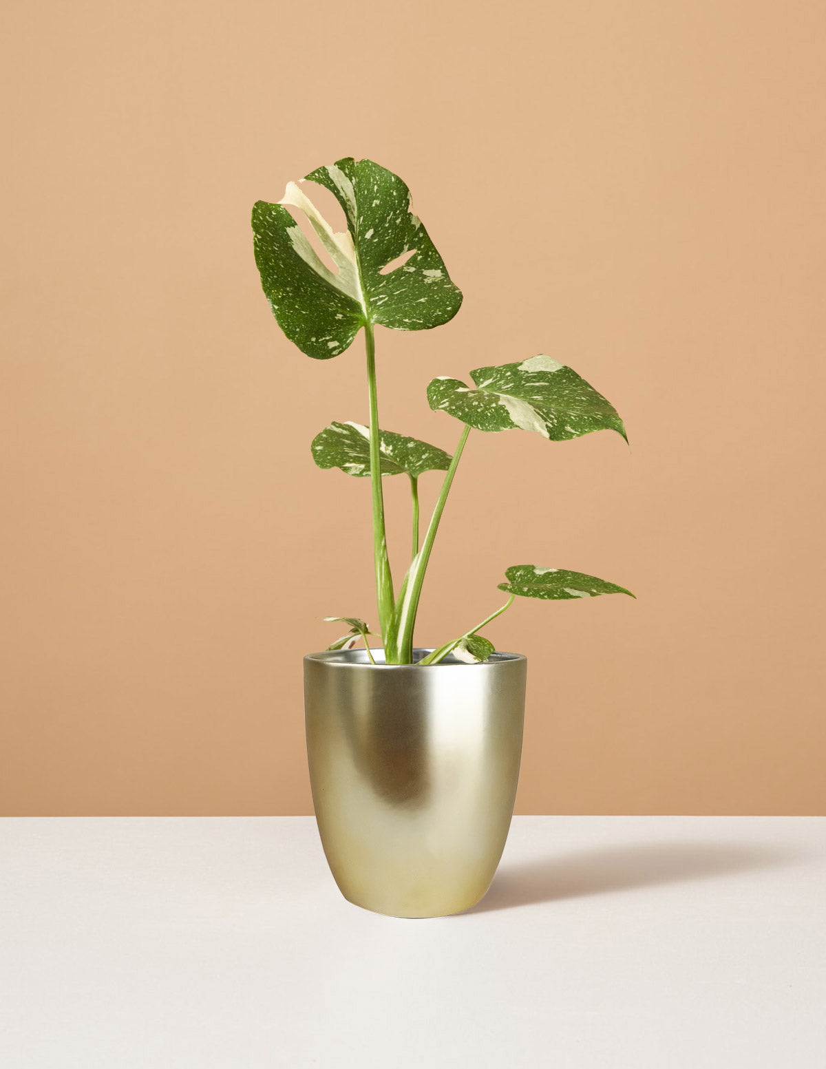 Monstera Thai Constellation