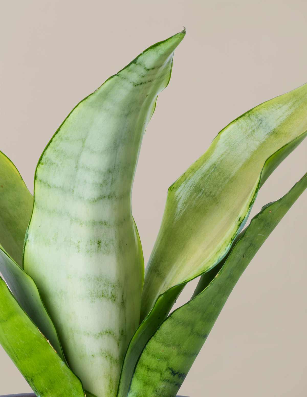 Moonshine Snake Plant