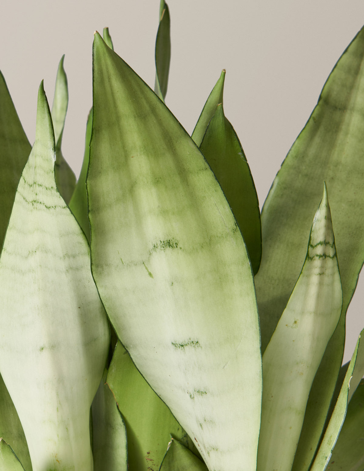 Moonshine Snake Plant