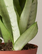 Moonshine Snake Plant