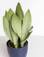 Moonshine Snake Plant