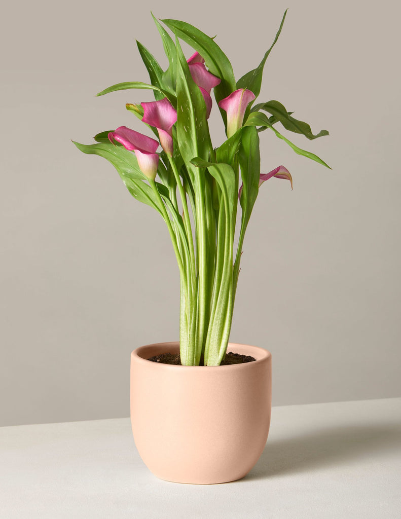 Calla Lily