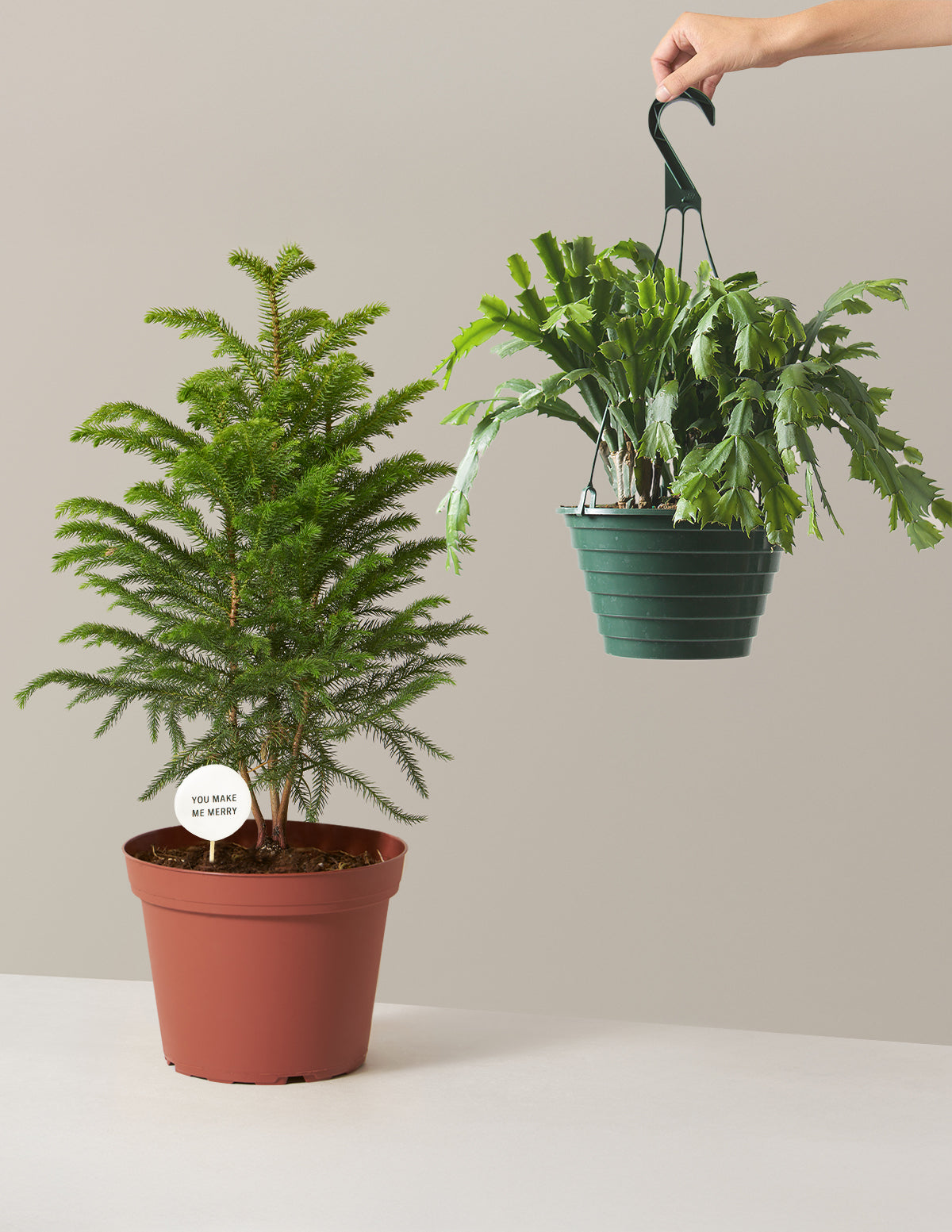 bundle | Medium | Grow Pot