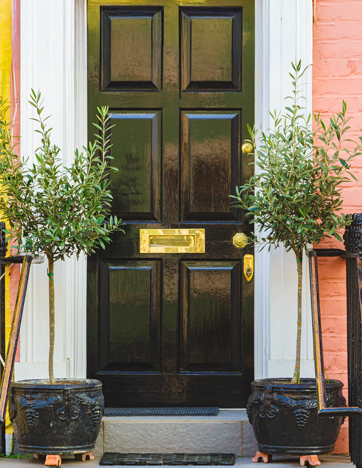 Olive Tree