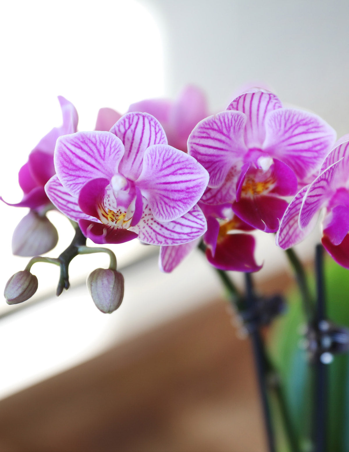 Mega Mini Orchid Party Pack, 20
