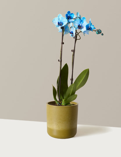 Blue Watercolor Orchid