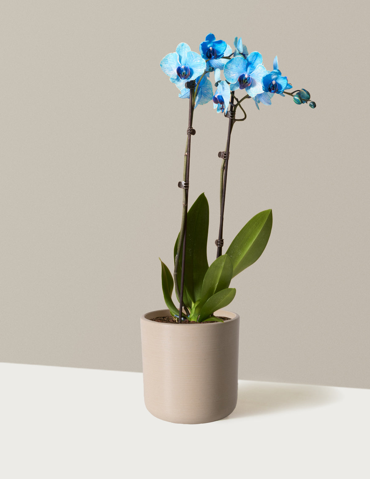 Blue Watercolor Orchid