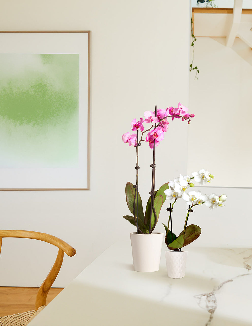Mini Orchid
