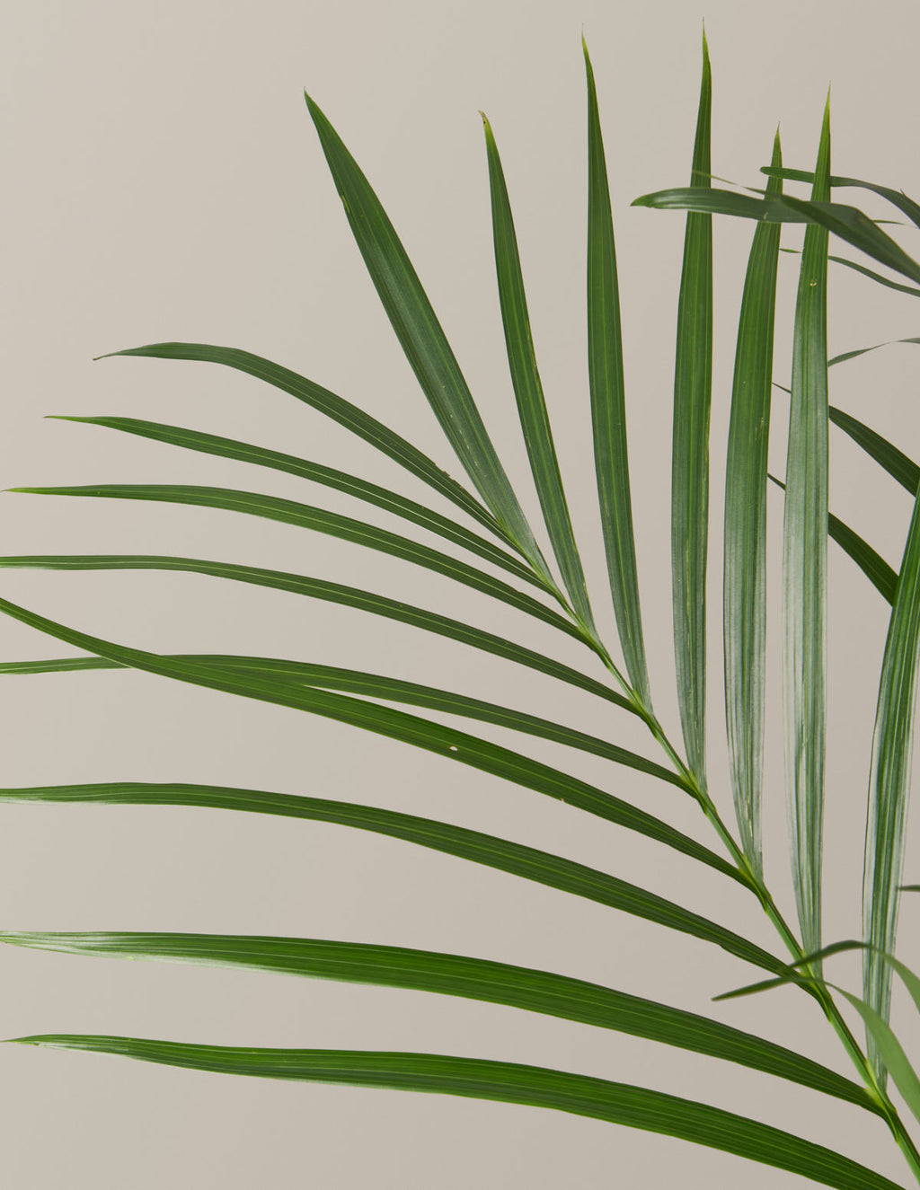 Large Cat Palm