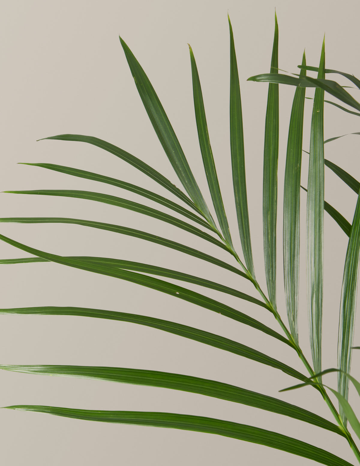 Large Cat Palm