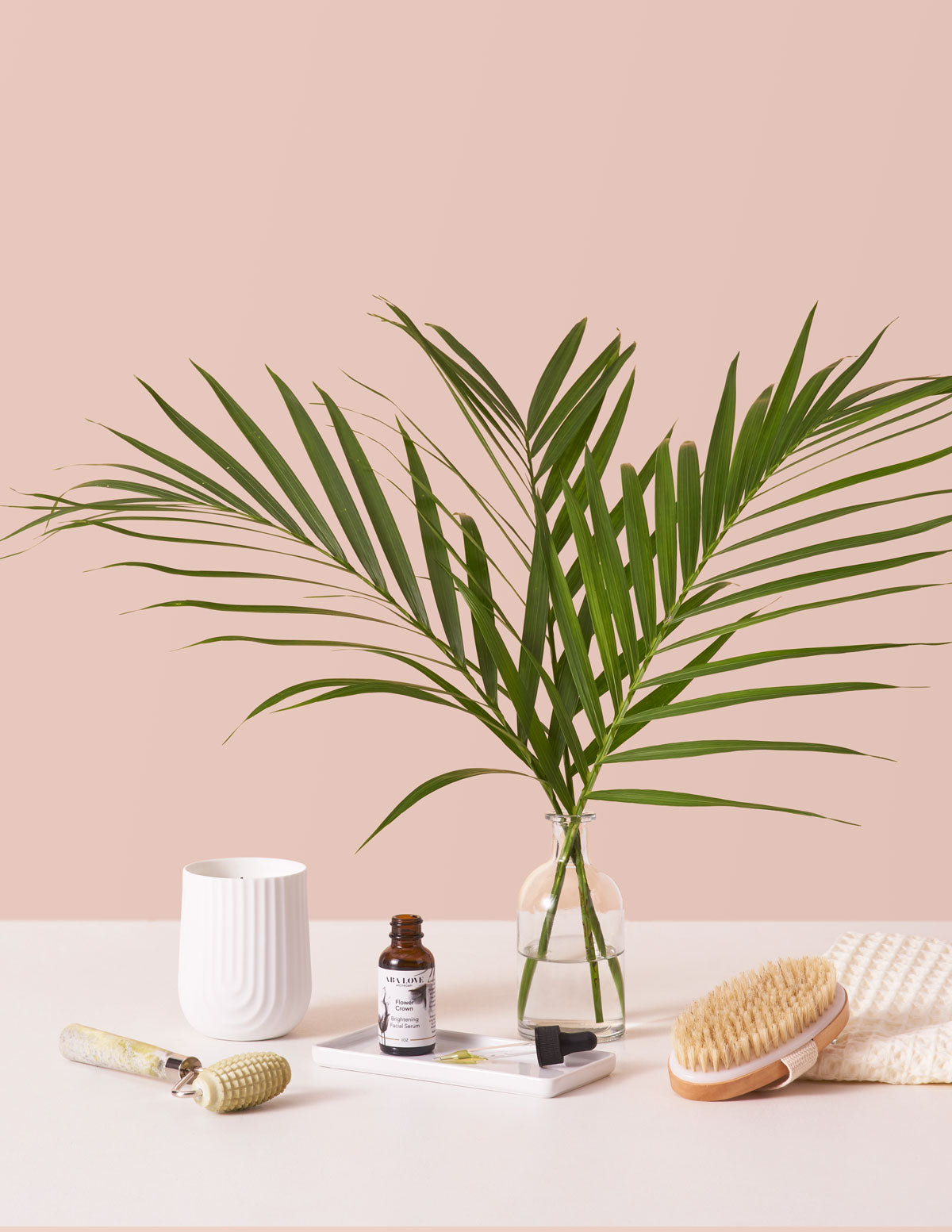 cat palm planter Large Cat Palm Houseplant