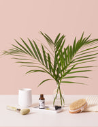 Large Cat Palm
