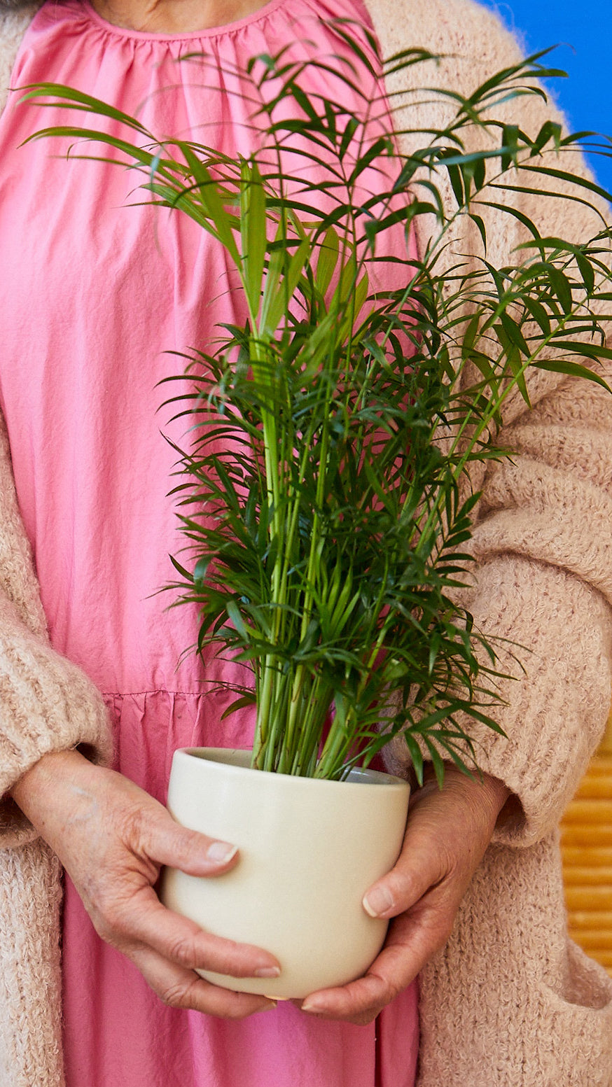 Fits your Sill: Pet Friendly Duo Houseplants