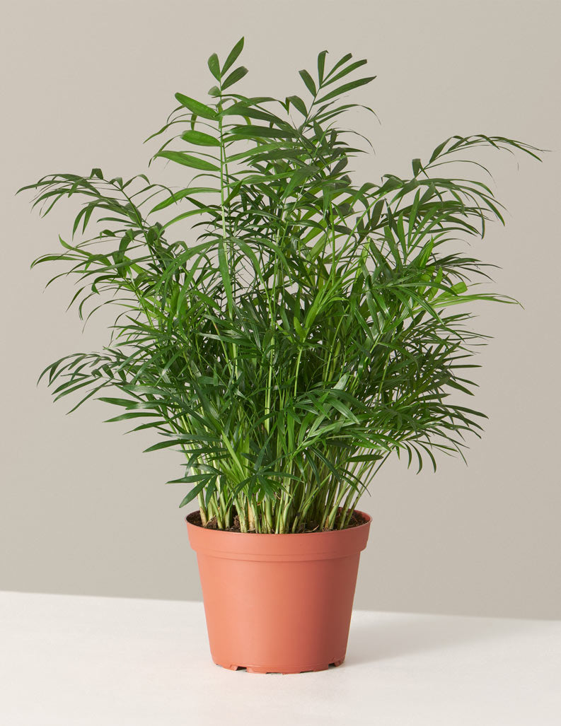 bundle | Medium | Grow Pot