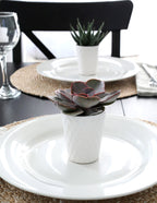 Mega Mini Succulent Party Pack, 20