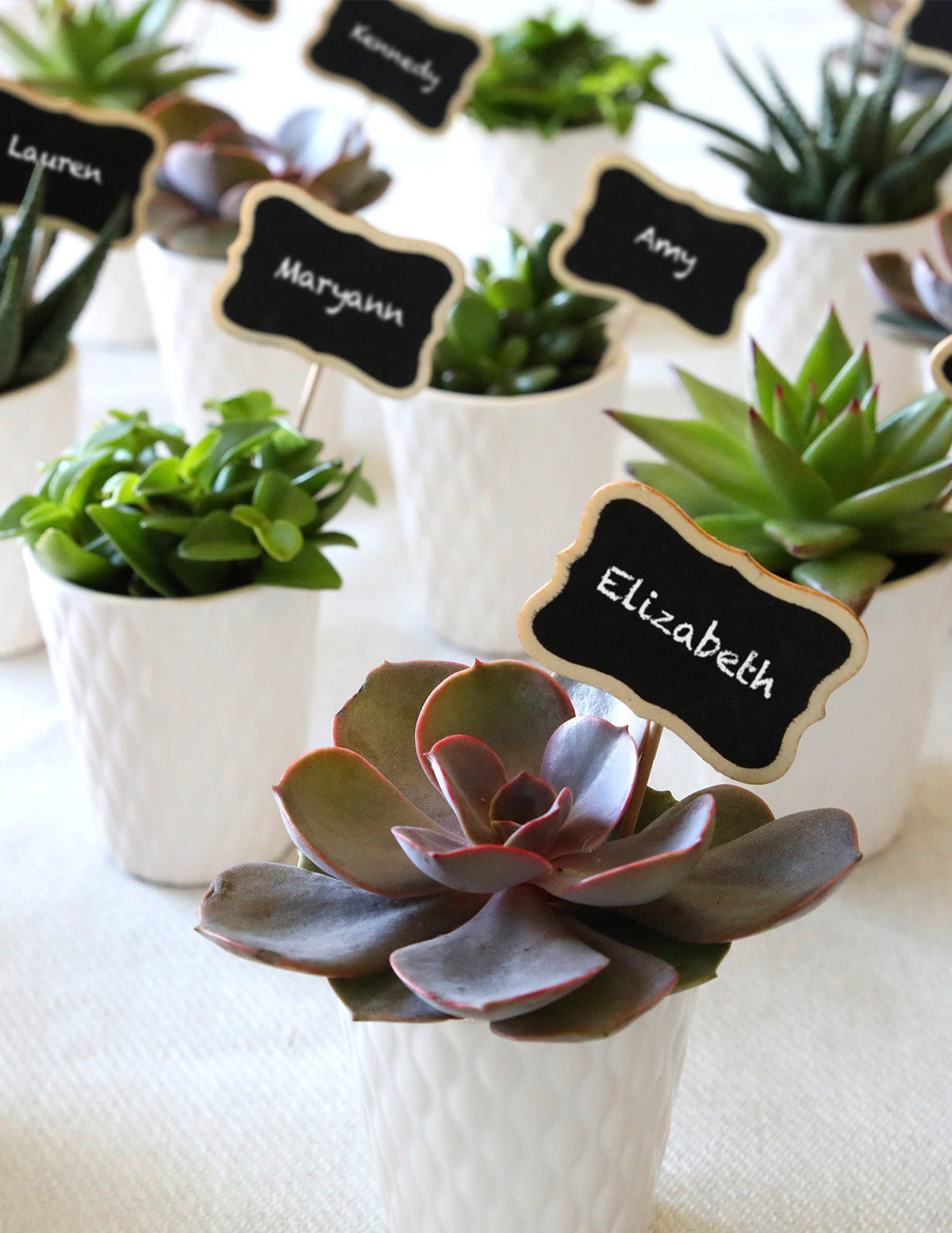succulent gifts delivery Mega Mini Succulent Party Pack, 20
