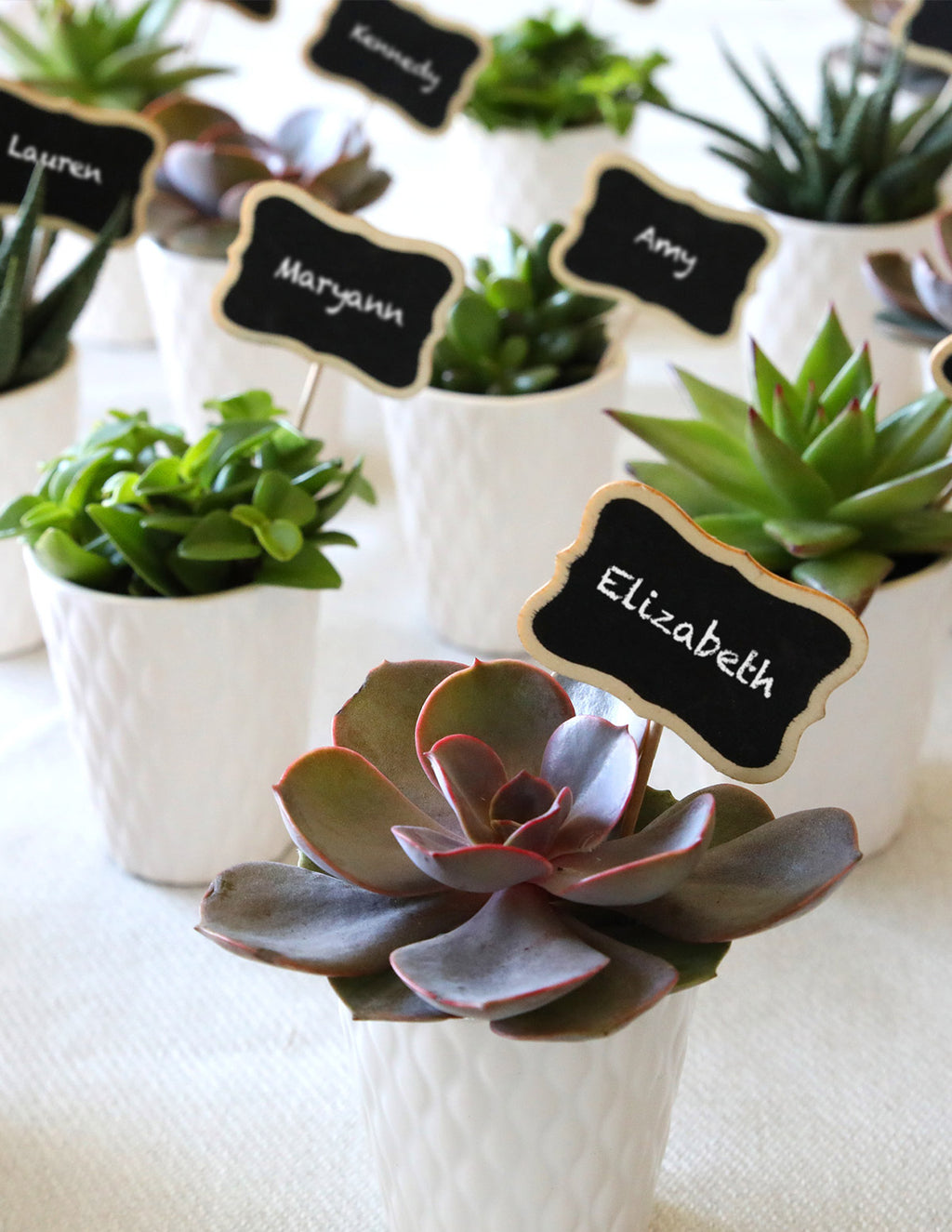 Mega Mini Succulent Party Pack, 20