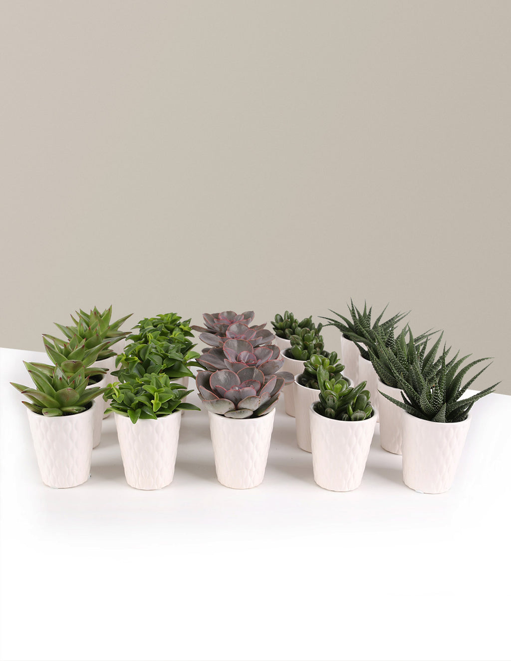 Mega Mini Succulent Party Pack, 20