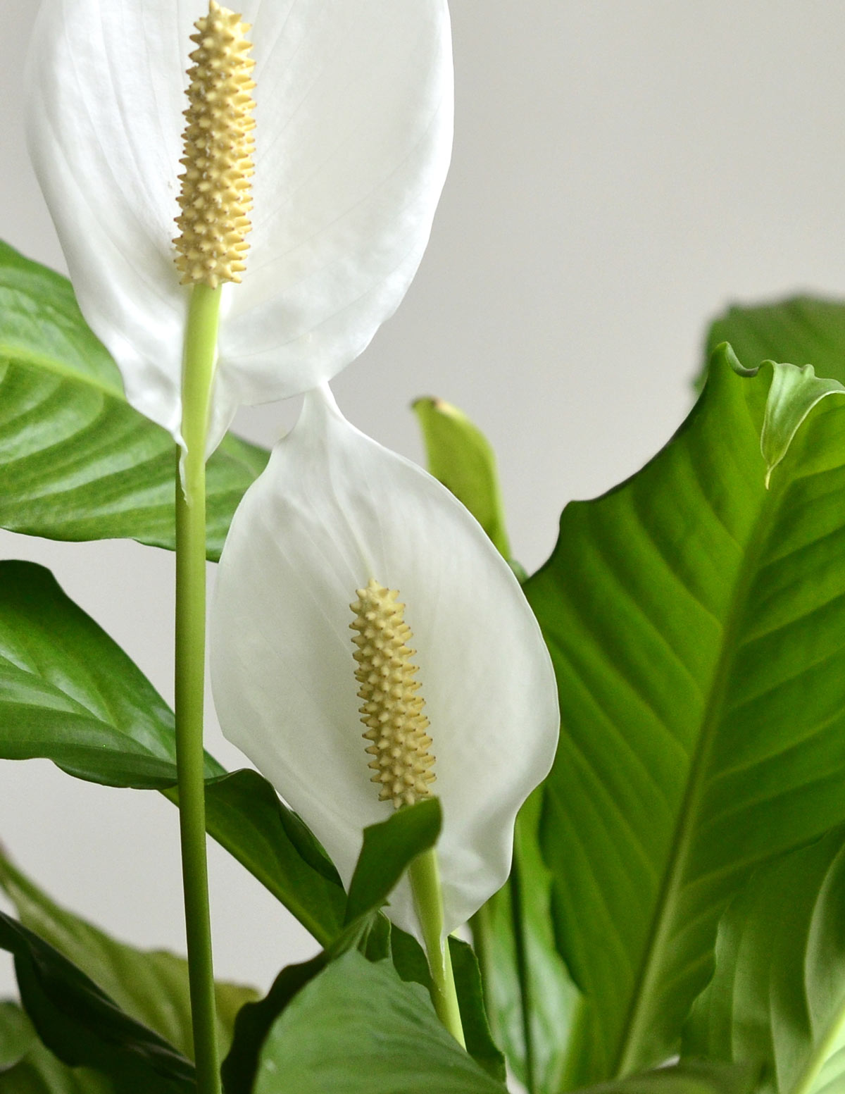 peace lily the sill Peace Lily Houseplant - Medium (15"-19" tall) Bubblegum Planter