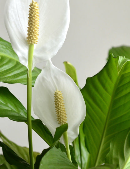 Peace Lily