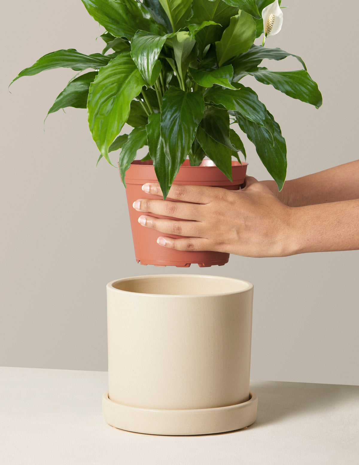 best pots for peace lily Peace Lily Houseplant - Medium (15"-19" tall) Bubblegum Planter